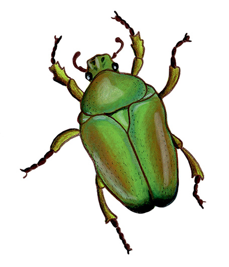 pia taccone scarabeo
